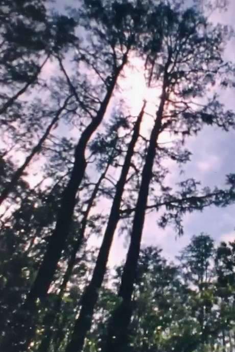 Wilderness: A Country in the Mind